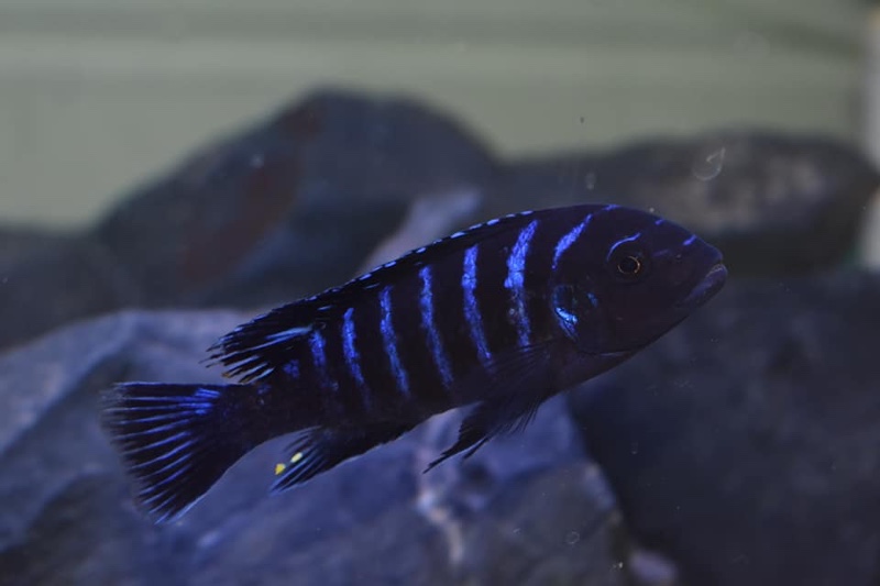 Maylandia sp. 'dolphin' Thumbi Point